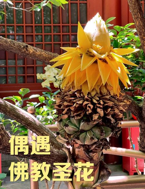 地涌金莲的花语和寓意，有什么传说故事？地涌金莲又叫什么名字？-第1张图片-优品飞百科