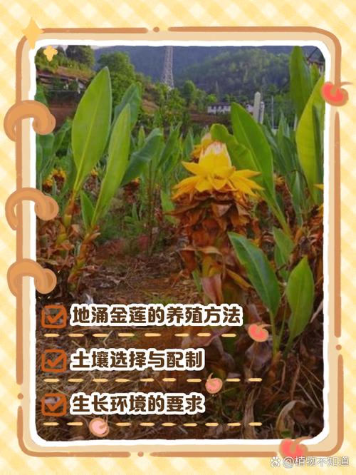 地涌金莲的花语和寓意，有什么传说故事？地涌金莲又叫什么名字？-第2张图片-优品飞百科