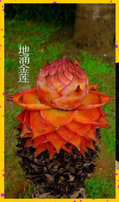 地涌金莲的花语和寓意，有什么传说故事？地涌金莲又叫什么名字？-第3张图片-优品飞百科