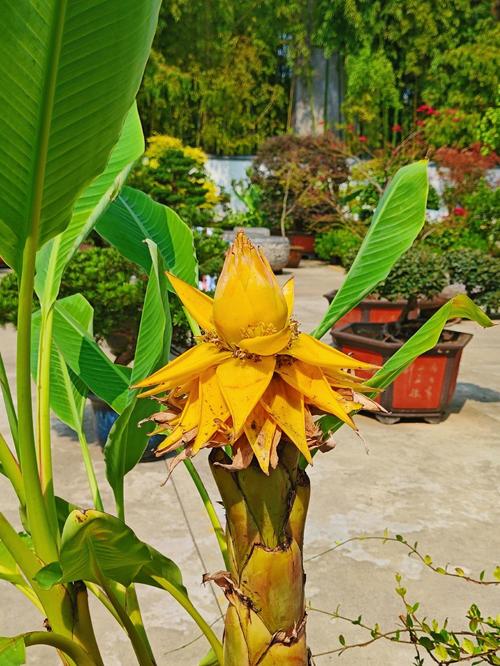 地涌金莲的花语和寓意，有什么传说故事？地涌金莲又叫什么名字？-第4张图片-优品飞百科