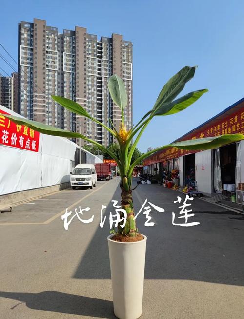 地涌金莲的花语和寓意，有什么传说故事？地涌金莲又叫什么名字？-第5张图片-优品飞百科