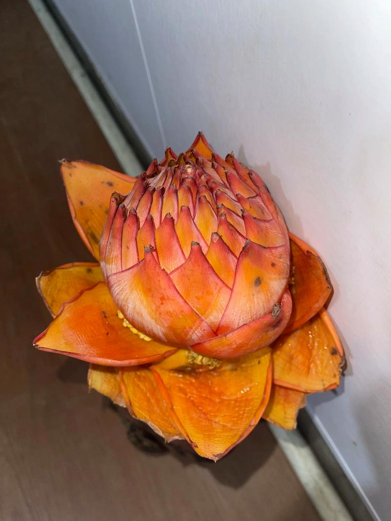 地涌金莲的花语和寓意，有什么传说故事？地涌金莲又叫什么名字？-第6张图片-优品飞百科