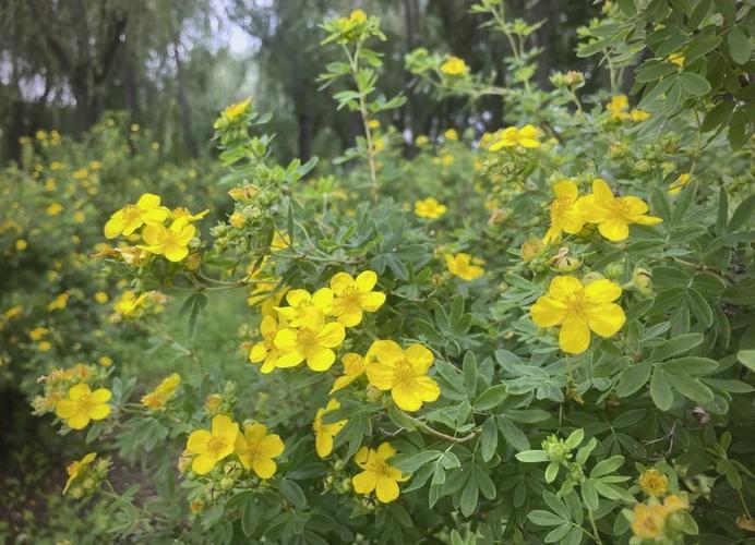 金露梅的药用价值,金露梅是保护植物吗-第1张图片-优品飞百科 金露梅的药用价值,金露梅是保护植物吗-第1张图片-优品飞百科