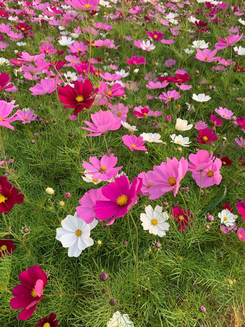 金露梅的药用价值,金露梅是保护植物吗-第2张图片-优品飞百科 金露梅的药用价值,金露梅是保护植物吗-第2张图片-优品飞百科