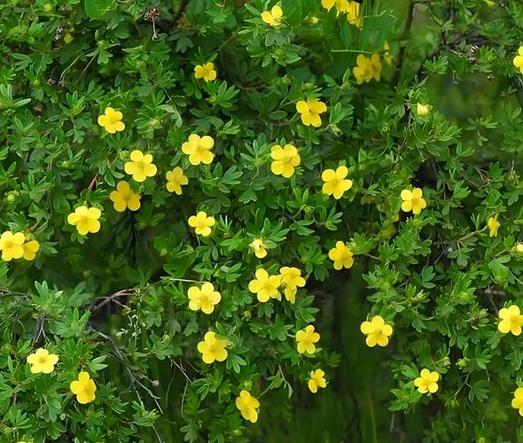 金露梅的药用价值,金露梅是保护植物吗-第3张图片-优品飞百科 金露梅的药用价值,金露梅是保护植物吗-第3张图片-优品飞百科