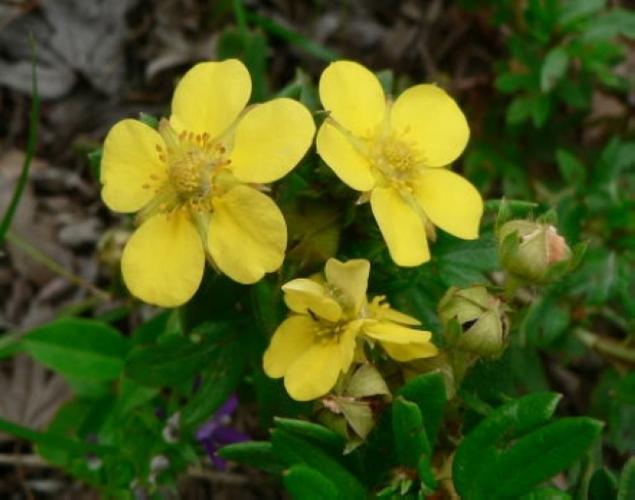 金露梅的药用价值,金露梅是保护植物吗-第4张图片-优品飞百科 金露梅的药用价值,金露梅是保护植物吗-第4张图片-优品飞百科