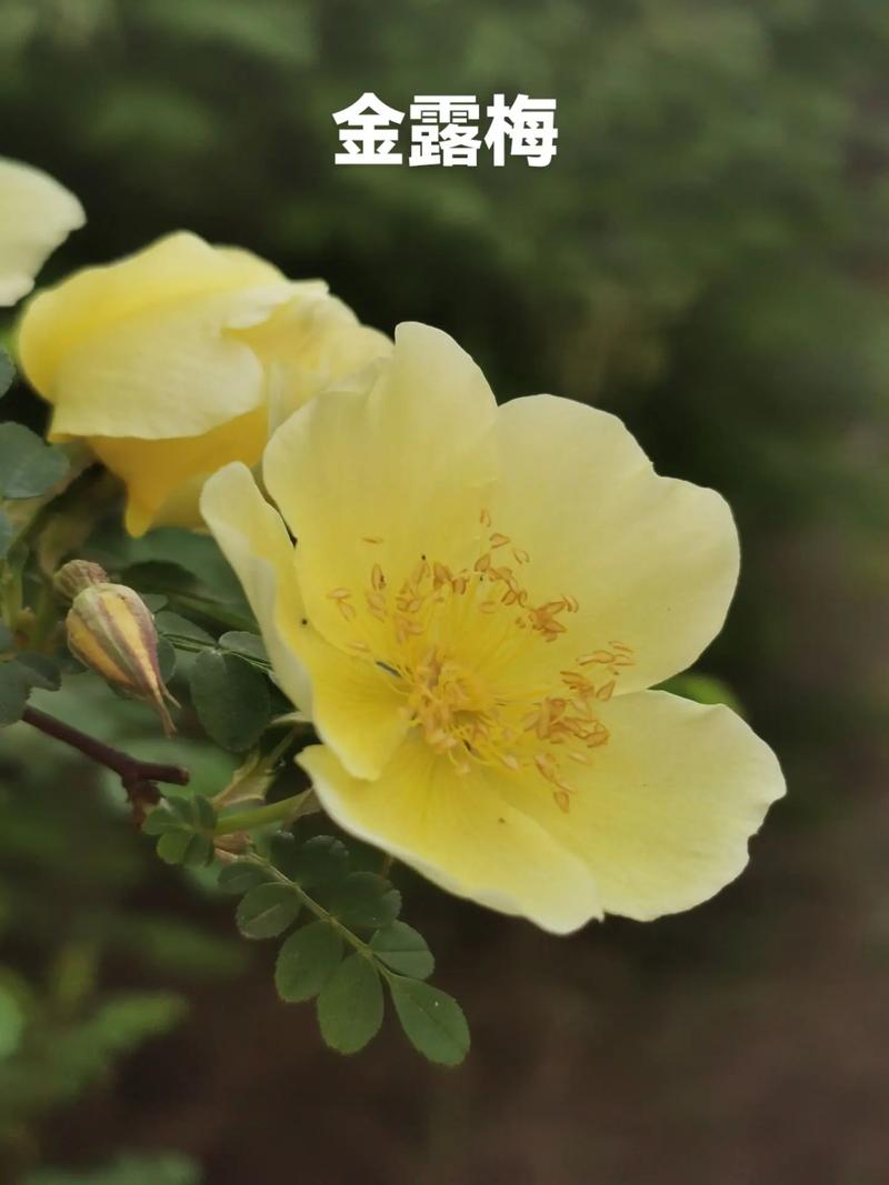 金露梅的药用价值,金露梅是保护植物吗-第5张图片-优品飞百科 金露梅的药用价值,金露梅是保护植物吗-第5张图片-优品飞百科