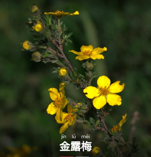 金露梅的药用价值,金露梅是保护植物吗-第6张图片-优品飞百科 金露梅的药用价值,金露梅是保护植物吗-第6张图片-优品飞百科