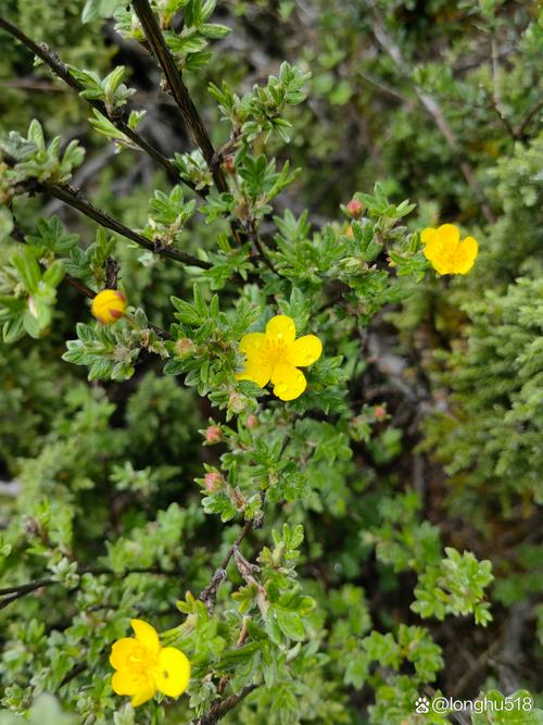 金露梅的药用价值,金露梅是保护植物吗-第7张图片-优品飞百科 金露梅的药用价值,金露梅是保护植物吗-第7张图片-优品飞百科