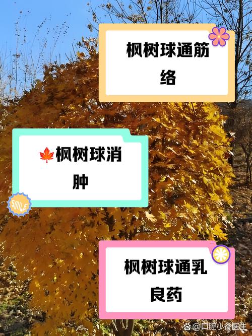 枫树叶的功效和作用，枫树叶的功效和作用及禁忌-第4张图片-优品飞百科