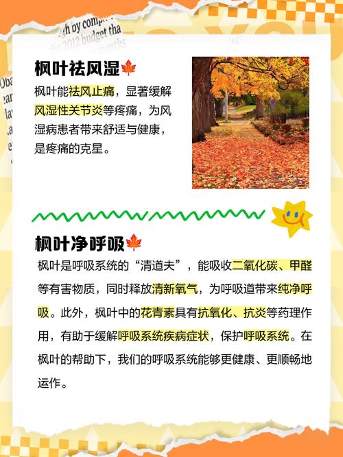 枫树叶的功效和作用，枫树叶的功效和作用及禁忌-第5张图片-优品飞百科