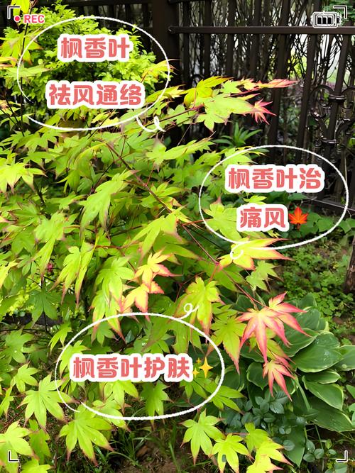 枫树叶的功效和作用，枫树叶的功效和作用及禁忌-第8张图片-优品飞百科