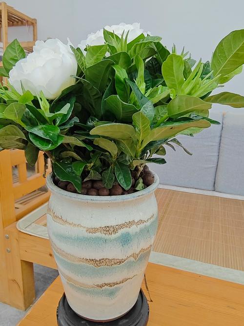 栀子花室内可以养吗，栀子花室内可以养吗风水好吗？-第1张图片-优品飞百科