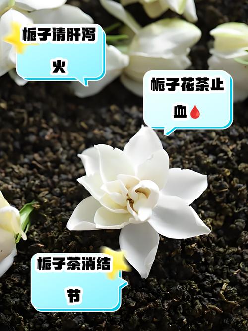 栀子花室内可以养吗，栀子花室内可以养吗风水好吗？-第2张图片-优品飞百科