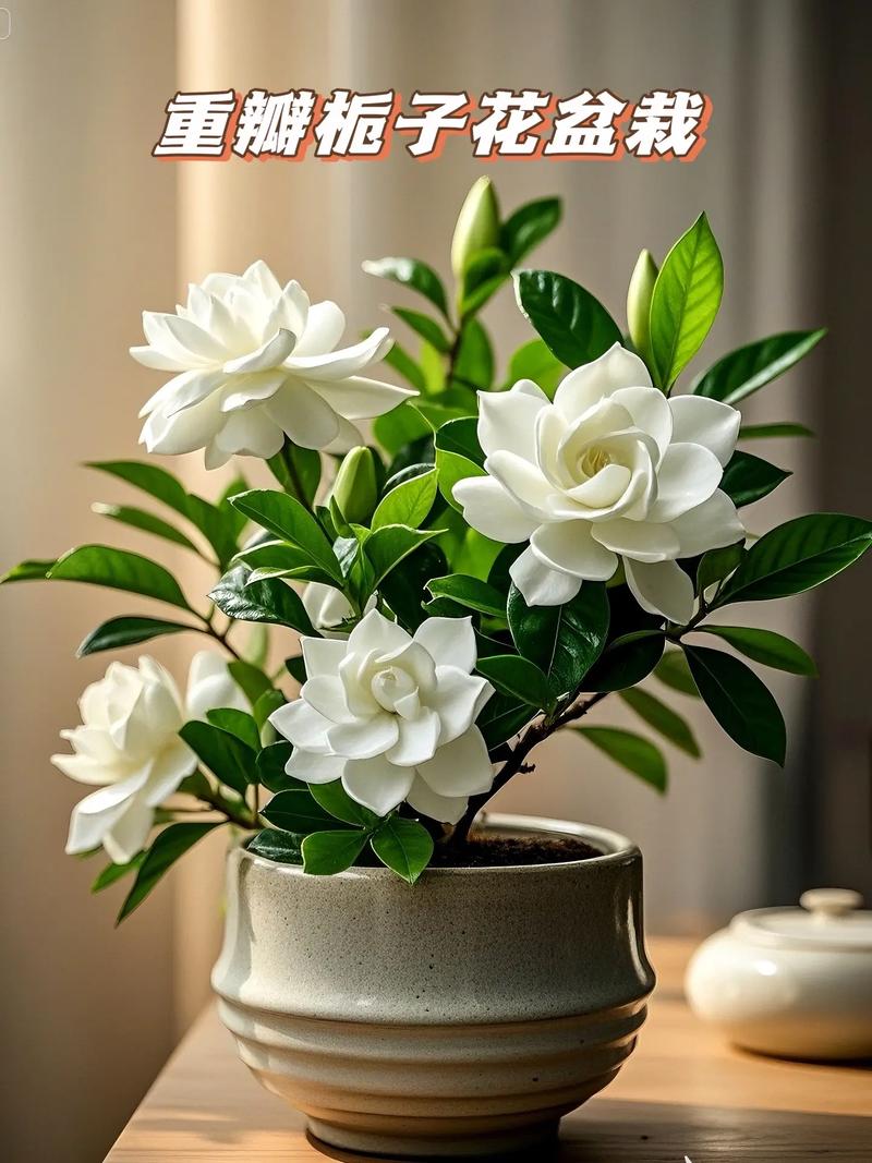 栀子花室内可以养吗，栀子花室内可以养吗风水好吗？-第4张图片-优品飞百科