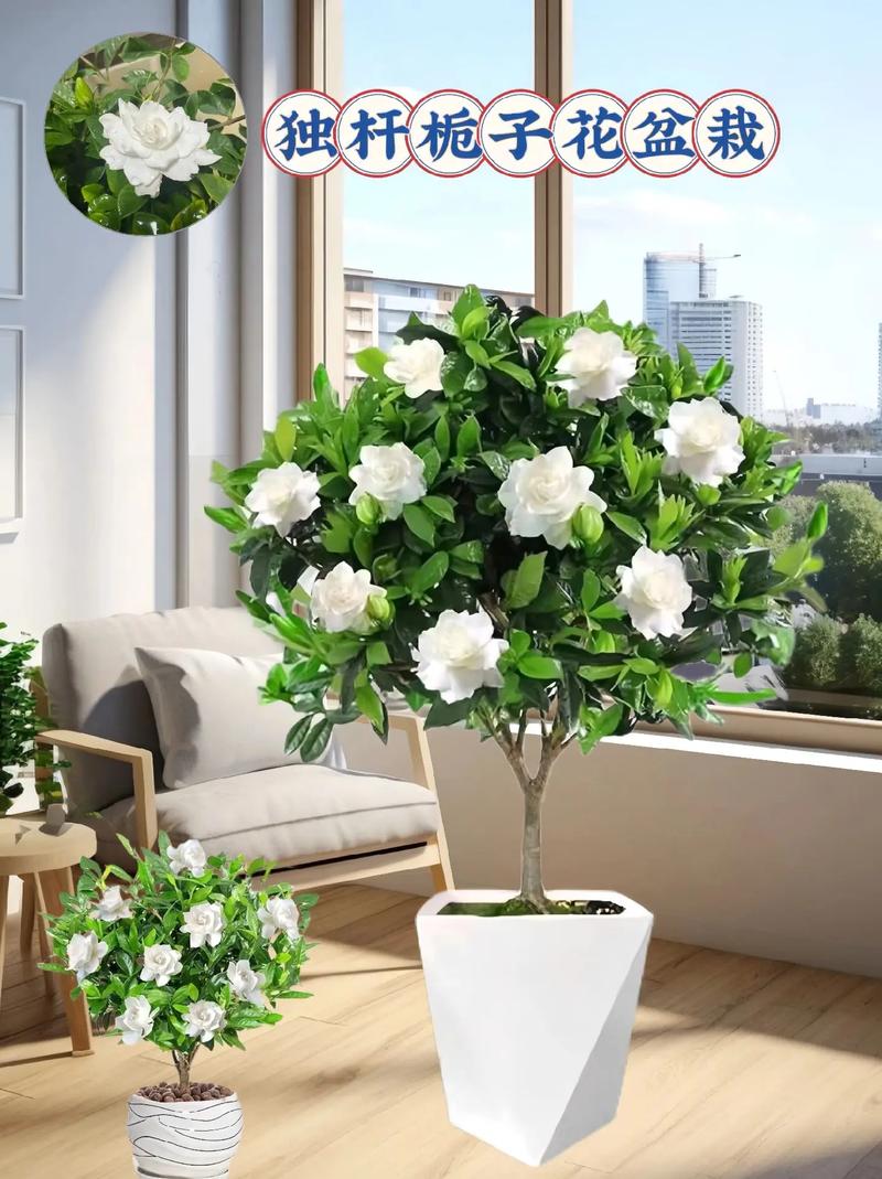 栀子花室内可以养吗，栀子花室内可以养吗风水好吗？-第6张图片-优品飞百科