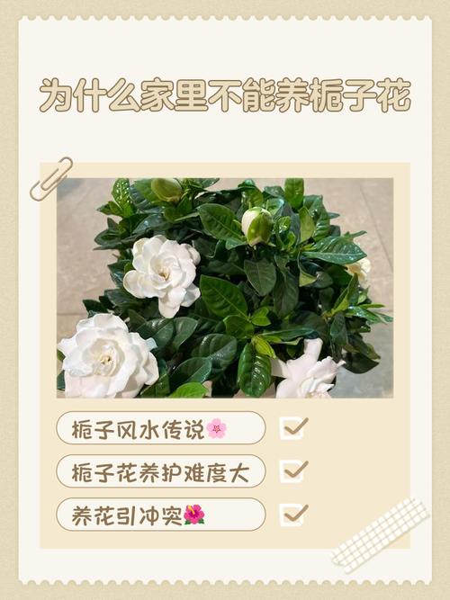 栀子花室内可以养吗，栀子花室内可以养吗风水好吗？-第7张图片-优品飞百科