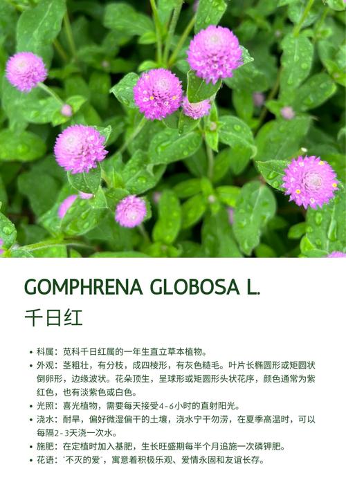 千日红的功效与作用，千日红的功效与作用也叫什么-第1张图片-优品飞百科