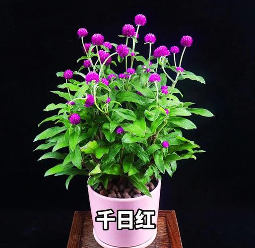 千日红的功效与作用，千日红的功效与作用也叫什么-第2张图片-优品飞百科