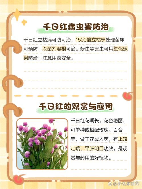 千日红的功效与作用，千日红的功效与作用也叫什么-第3张图片-优品飞百科