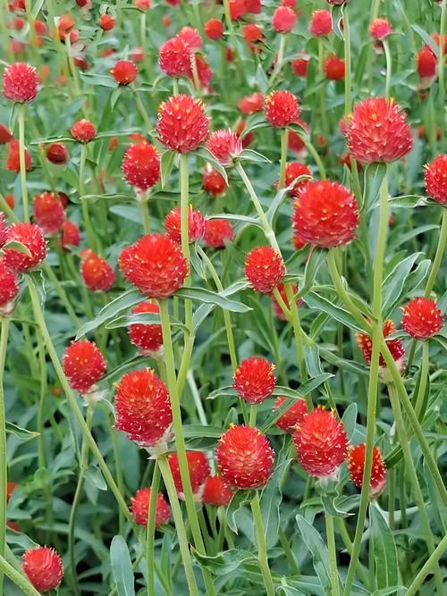 千日红的功效与作用，千日红的功效与作用也叫什么-第4张图片-优品飞百科