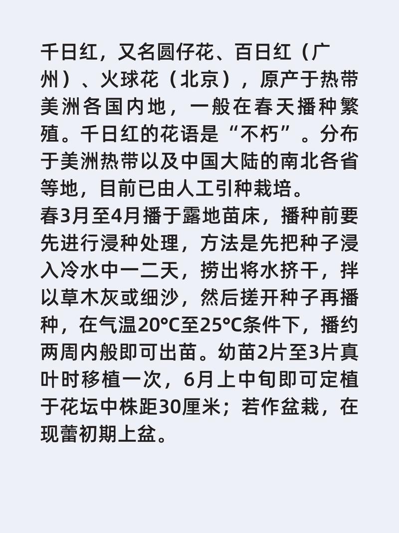 千日红的功效与作用，千日红的功效与作用也叫什么-第5张图片-优品飞百科