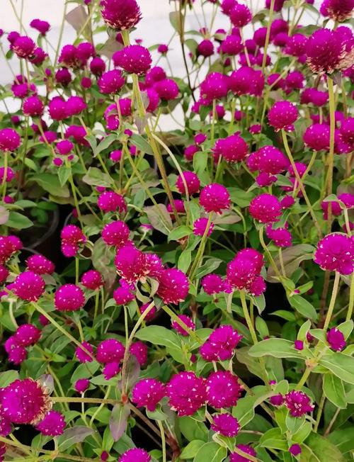 千日红的功效与作用，千日红的功效与作用也叫什么-第6张图片-优品飞百科