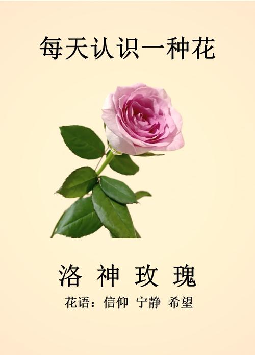 洛神花的花语和寓意，有什么传说故事，洛神花的花语是什么意思-第2张图片-优品飞百科