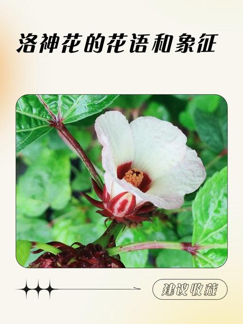 洛神花的花语和寓意，有什么传说故事，洛神花的花语是什么意思-第3张图片-优品飞百科