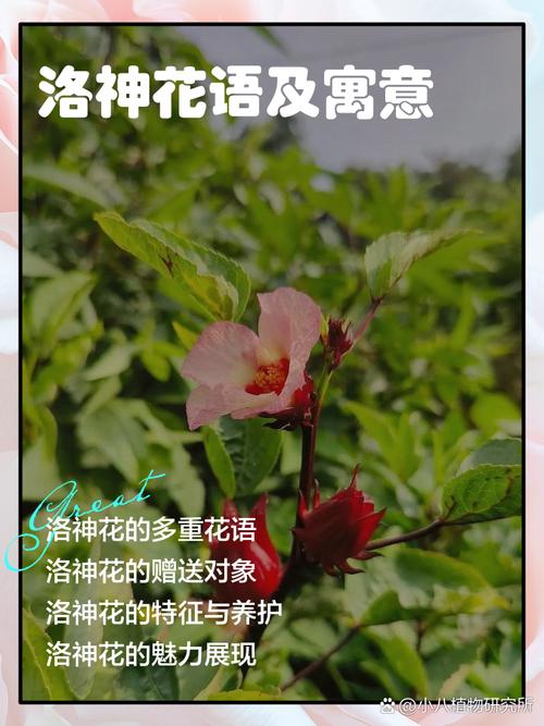 洛神花的花语和寓意，有什么传说故事，洛神花的花语是什么意思-第4张图片-优品飞百科