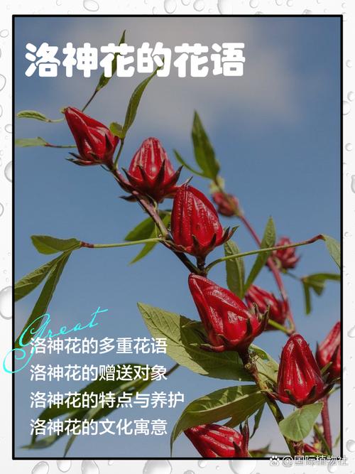 洛神花的花语和寓意，有什么传说故事，洛神花的花语是什么意思-第5张图片-优品飞百科