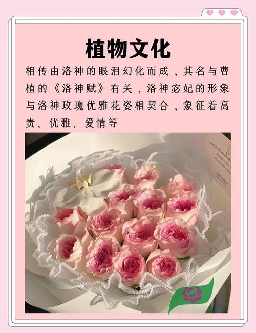 洛神花的花语和寓意，有什么传说故事，洛神花的花语是什么意思-第6张图片-优品飞百科