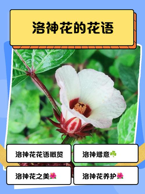洛神花的花语和寓意，有什么传说故事，洛神花的花语是什么意思-第8张图片-优品飞百科