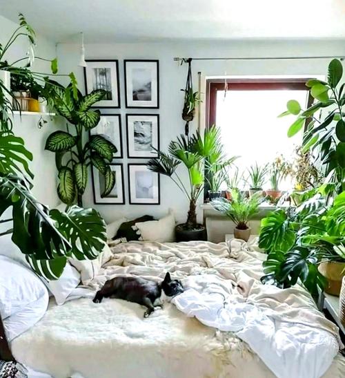 客厅厨房放这盆花，闻着就头晕，饭都吃不下！？厨房放啥花好呢？-第4张图片-优品飞百科