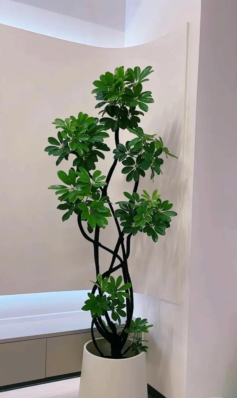 客厅厨房放这盆花，闻着就头晕，饭都吃不下！？厨房放啥花好呢？-第5张图片-优品飞百科