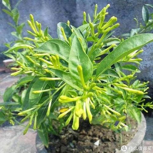 客厅厨房放这盆花，闻着就头晕，饭都吃不下！？厨房放啥花好呢？-第6张图片-优品飞百科