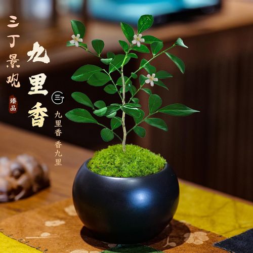 客厅厨房放这盆花，闻着就头晕，饭都吃不下！？厨房放啥花好呢？-第8张图片-优品飞百科