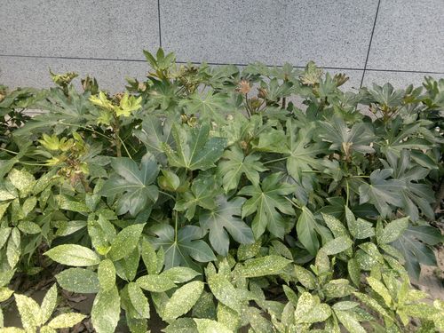 上海本土植物有哪些，上海常见本土植物有哪些-第1张图片-优品飞百科