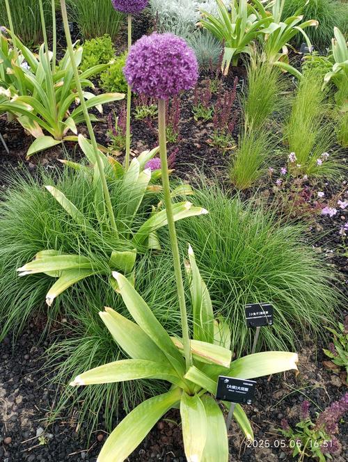 上海本土植物有哪些，上海常见本土植物有哪些-第2张图片-优品飞百科