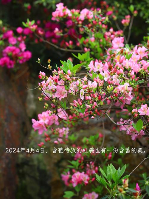 上海本土植物有哪些，上海常见本土植物有哪些-第3张图片-优品飞百科