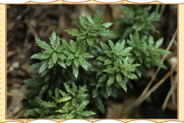 上海本土植物有哪些，上海常见本土植物有哪些-第4张图片-优品飞百科