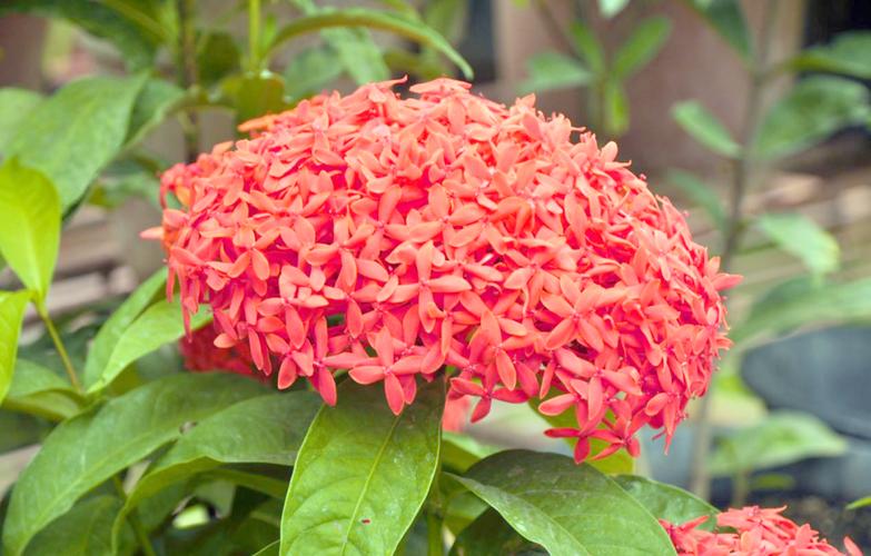 上海本土植物有哪些，上海常见本土植物有哪些-第5张图片-优品飞百科