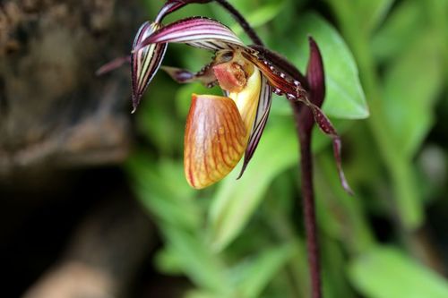 上海本土植物有哪些，上海常见本土植物有哪些-第6张图片-优品飞百科