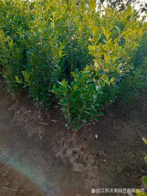 上海本土植物有哪些，上海常见本土植物有哪些-第7张图片-优品飞百科