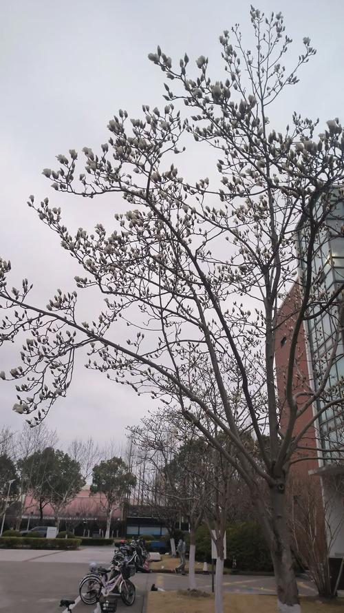 上海本土植物有哪些，上海常见本土植物有哪些-第8张图片-优品飞百科