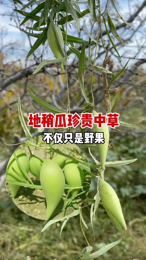 地梢瓜的功效与作用？地梢瓜的功效与作用吃法？-第1张图片-优品飞百科