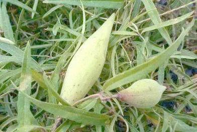 地梢瓜的功效与作用？地梢瓜的功效与作用吃法？-第4张图片-优品飞百科