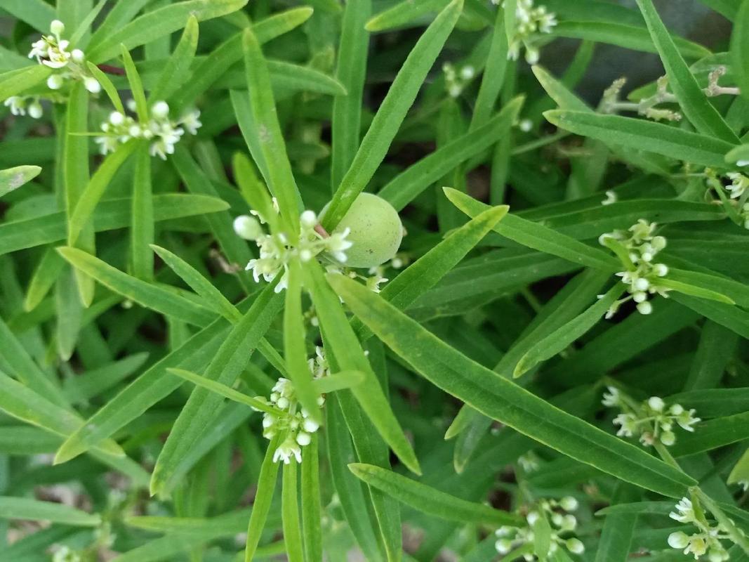 地梢瓜的功效与作用？地梢瓜的功效与作用吃法？-第5张图片-优品飞百科