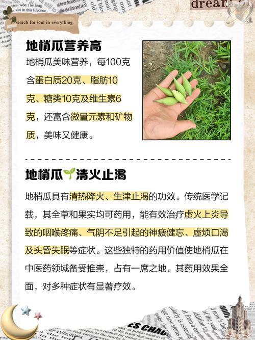 地梢瓜的功效与作用？地梢瓜的功效与作用吃法？-第6张图片-优品飞百科