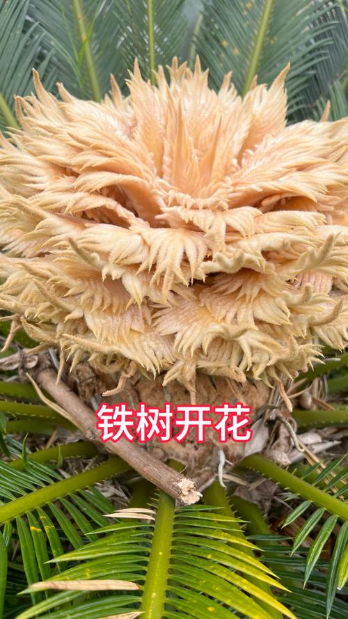 铁树能不能开花？，铁树到底会不会开花?-第1张图片-优品飞百科